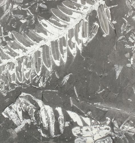 Wide Fossil Seed Fern Plate - Pennsylvania #79691